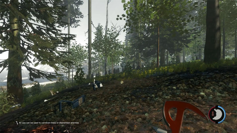 forest